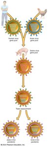 Influenza: Crossing over and antigenic shift in pigs