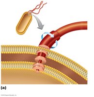 Flagellum structure in Gram-negative bacteria