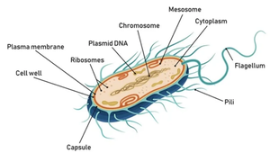 Fimbriae on bacterial cell