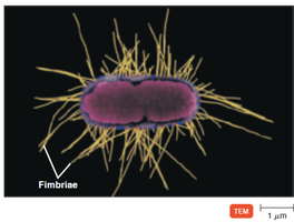 Diagram of prokaryotic cell with pili and fimbriae