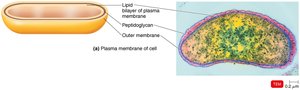Plasma membrane structure in Vibrio cholerae