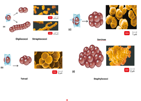 Bacterial arrangements: diplococci, streptococci, tetrad, sarcinae, staphylococci
