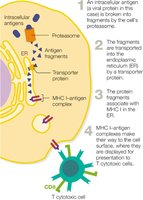 Diagram of MHC-I presenting intracellular antigens to cytotoxic T cells