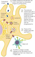 Diagram of MHC-II presenting extracellular antigens to helper T cells