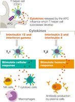 Diagram showing helper T cell releasing cytokines to coordinate immune response