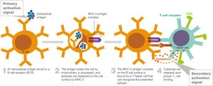 Diagram of T-dependent B cell activation by T helper cell