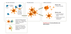 Diagram of B cell proliferation and differentiation into plasma and memory cells
