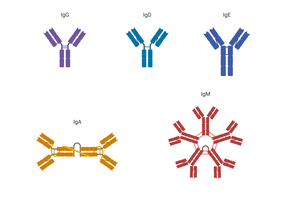 Diagram of antibody isotypes: IgG, IgA, IgM, IgD, IgE