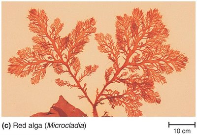 Red alga (Microcladia)