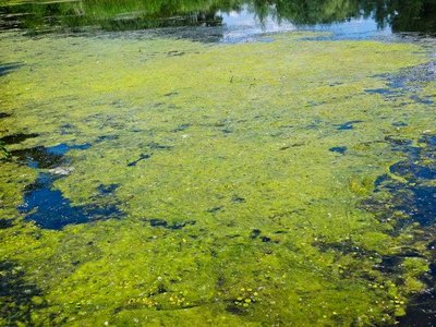 Green algae in aquatic environment