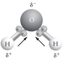 Water molecule showing polarity and partial charges