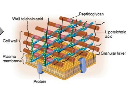 Gram-positive cell wall structure