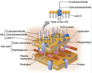 Gram-negative cell wall structure