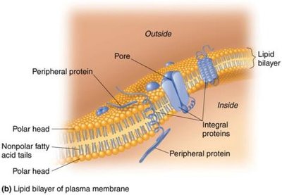 Plasma membrane structure