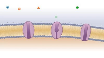 Membrane permeability