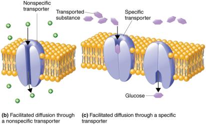 Facilitated diffusion