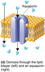 Osmosis through membrane