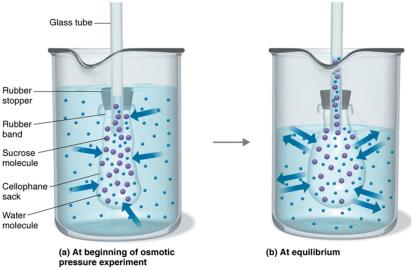 Osmotic pressure experiment