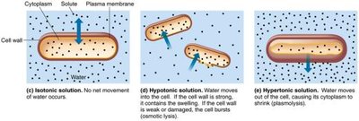 Principle of osmosis