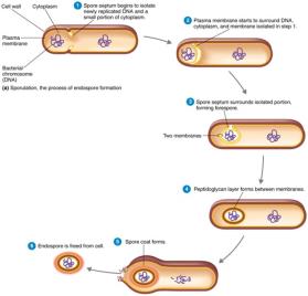 Endospore formation