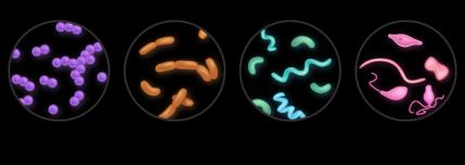 Major bacterial shapes
