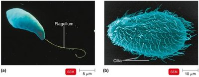 Flagella and cilia SEM