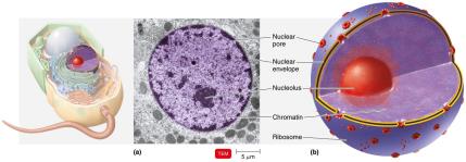 Nucleus structure