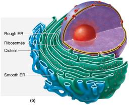 Endoplasmic reticulum