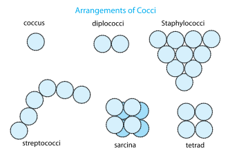 Arrangements of cocci