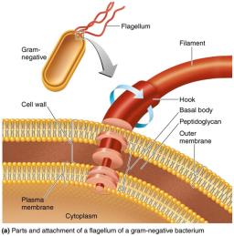 Flagellum structure