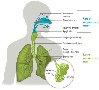 Anatomy of the upper and lower respiratory tract