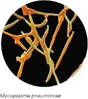 Mycoplasma pneumoniae