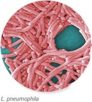 Legionella pneumophila