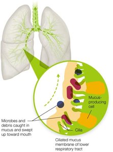 Mucociliary escalator in the lower respiratory tract