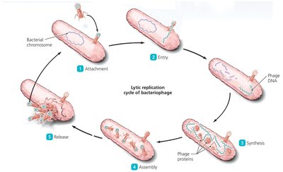 Lytic replication cycle of bacteriophage