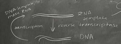 Transcription and reverse transcription