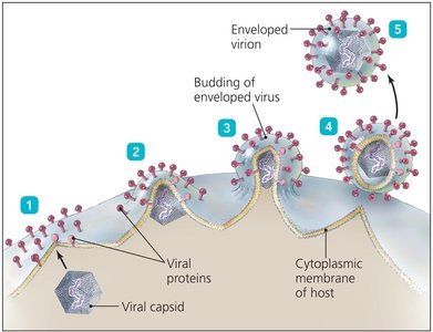 Viral budding process