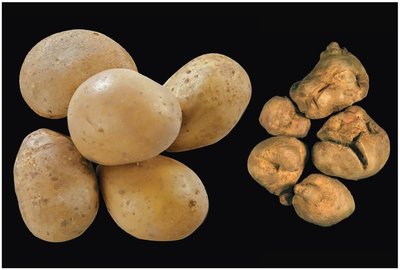 Potato spindle tuber viroid effects