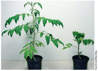 Viroid infection in plants