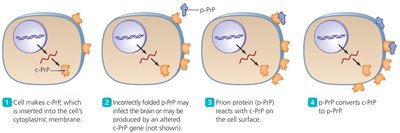 Prion production mechanism