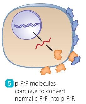 Conversion of normal protein to prion