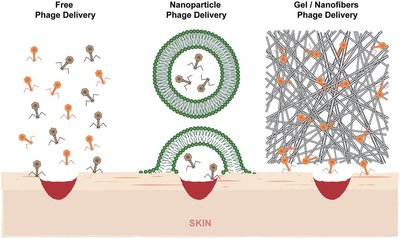 Phage delivery methods for treatment