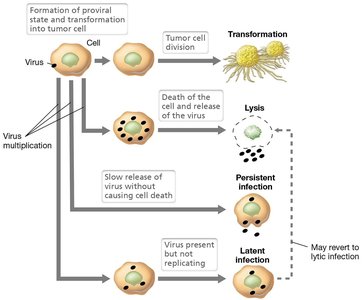 Animal virus life cycle and infection types