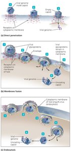 Animal virus entry mechanisms