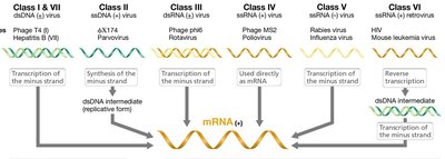 Viral enzyme functions