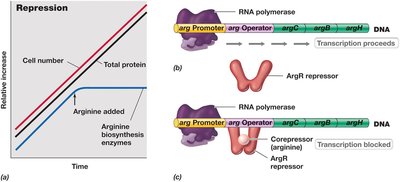 Enzyme repression and expression of the arginine operon