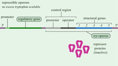 Repressible operon model (trp operon)