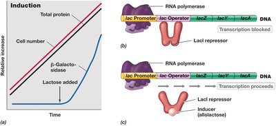 Enzyme induction and expression of the lactose operon