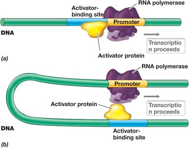 Activator protein interactions with RNA polymerase