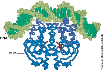 Positive regulatory protein interacting with DNA